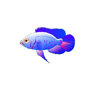 Blueberry Oscar